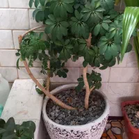 گل طبیعی|گل و گیاه طبیعی|خمینیشهر, |دیوار