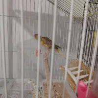 قناری|پرنده|نیشابور, مازول|دیوار