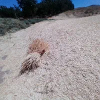 فروش کاه گندم دیم