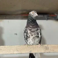 کفتر یا کبوتر گنجه بر