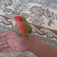 کوتوله برزیلی کاملا دستی