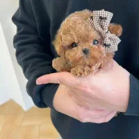 پودل وری اسمایل