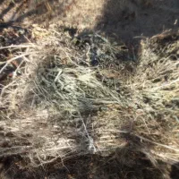 فروش علف برای دام|لوازم جانبی حیوانات|میانه, |دیوار