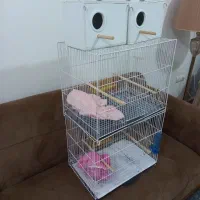 قفس مرغ عشق، قناری، دون خوری مکانیزه