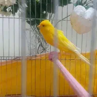 قناری سوپر درشت