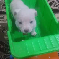 کوچولوی ناز