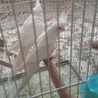 عروس آلبینو