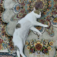 گربه  ماده dsh فحل شده واسه جفت گیری