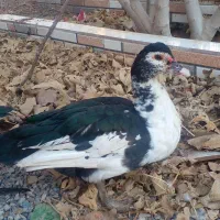 مرغابی  موسکویی بسیار ساکتو وزن گیر|حیوانات مزرعه|کاشمر, |دیوار