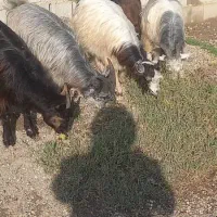 ۵راس بزغاله چاق مخصوص شب یلدا هرکدام