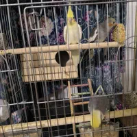 یک جفت عروس هلندی مولد