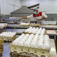 فلکسی لوهمن ایرانی خارجی جوجه دورگ گوشتی|حیوانات مزرعه|چابهار, |دیوار