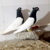 چهار جفت کبوتر رنگی مهرمهر بشرط