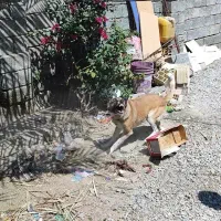 سگ ژرمن نگهبان|سگ|کهنوج, |دیوار