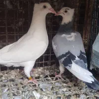 جوجه پلاکی درجه یک|پرنده|دزفول, |دیوار