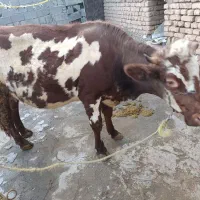 گاو حیوانات مزرعه