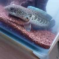 چانا گلدن کبری سینگل تانک|ماهی|محمدشهر, محمدشهر|دیوار