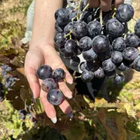 انواع وارقام نهال میوه وبادام در نهالستان یاسین|خدمات باغبانی و درختکاری|قم, جمکران|دیوار