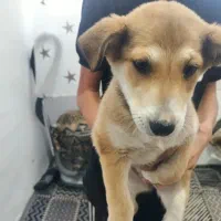 سگ پا کوتاه ماده|سگ|مشهد, سیس‌آباد|دیوار