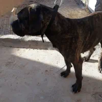 سگ پیتبول ماده اصیل