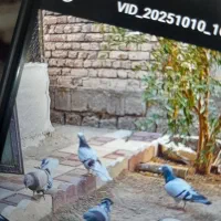 کبوتر‌باخت