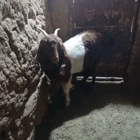 بزغاله ماده|حیوانات مزرعه|تربت جام, میان جام|دیوار