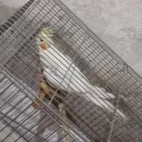 عروس هلندی ماده