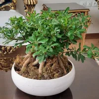 گل میخک هندی سایز بزرگ