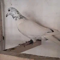 چهار تا کفتر نر گردن کلفت شهرستانی غریبگیری