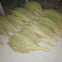 جارودستی