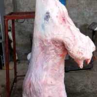 قصاب وسلاخی گوسفند و بزغاله