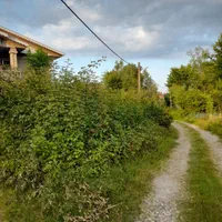 هرس کردن علف و باغ ملک ...|خدمات باغبانی و درختکاری|سنگر, |دیوار