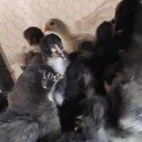 مرغ خروس جوجه محلی اصیل