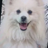 پامر روباهی سفید برفی