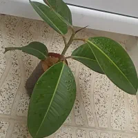 گُل|گل و گیاه طبیعی|سنندج, |دیوار