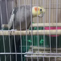 معاوضه فقط باسگ