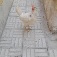 فروشی