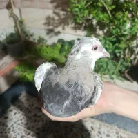 جوجه کفتر