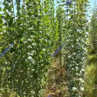 هزار متر زمین باغی با نهال صنوبر|فروش زمین و ملک کلنگی|رشت, قاسمیه|دیوار