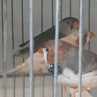 فنج گلوبرید.کینگ انگلیسی.نرگسی.کرواتی|پرنده|کرج, شاهینویلا|دیوار