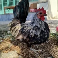 خروس جاپنیز|حیوانات مزرعه|قم, زنبیل آباد|دیوار