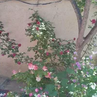 ویلایی ۲۰۰متری . معاوضه با گلبهار|فروش خانه و ویلا|مشهد, درابد امام|دیوار