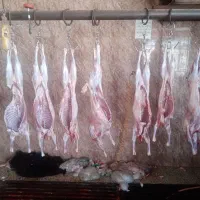 قصابی گوسفند و گوساله در محل شما