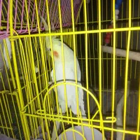 عروس هلندی ماده آماده مست