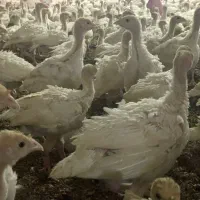 جوجه بوقلمون‌ بیوتی۶ یک‌ ماهه|حیوانات مزرعه|مشهد, اسماعیل آباد|دیوار