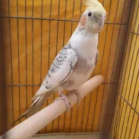 عروس هلندی نر دو کتی  باقله ای