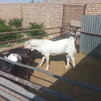 نر بز گلابی