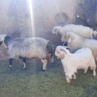 تعداد6عدد بره نر و ۲ عدد کره کیلویی 380 تومان|حیوانات مزرعه|راین, |دیوار