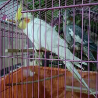 عروس هلندی مولد ( سخنگو )