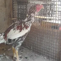 خروس لاری و مرغ گلین
